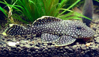 Baryancistrus sp. L-081